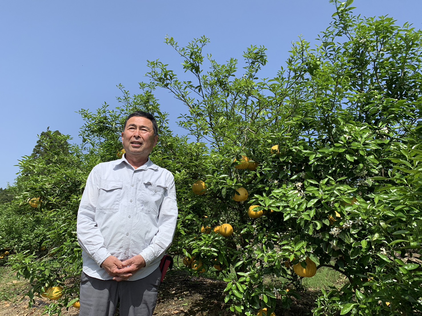 田中良一さん（宮崎県日南市）のグレープフルーツ 販売開始！ 株式会社でんのう